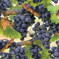 Grape - Through The Vine